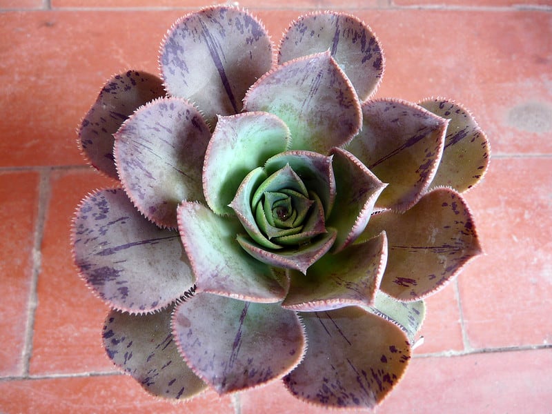 aeonium isorense