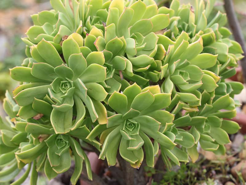 aeonium lancerottense alloe.