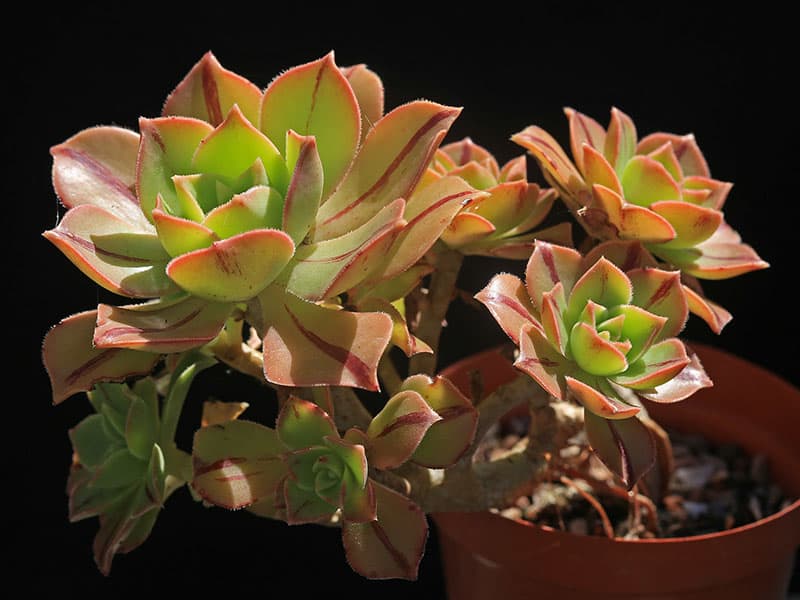 aeonium leucoblepharum liz21uk