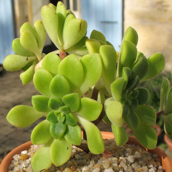 aeonium lindleyi nessy