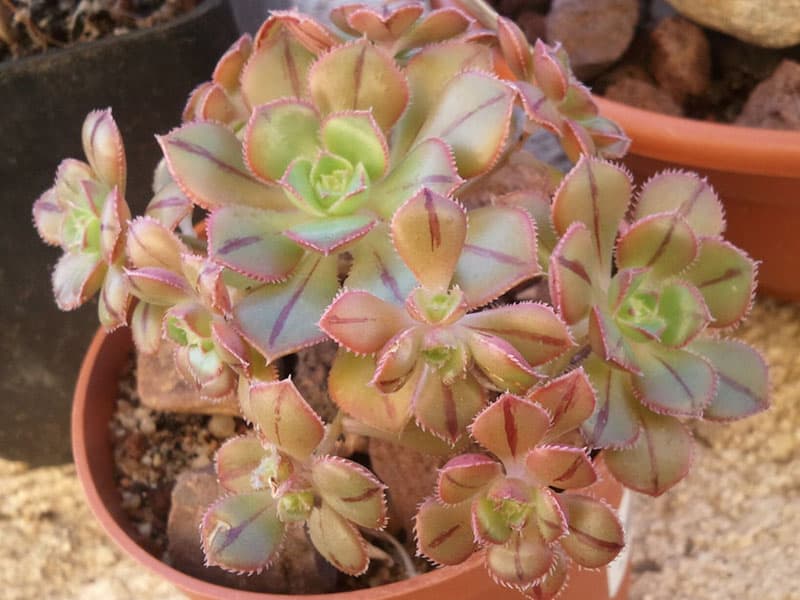 aeonium mascaense bramwellii