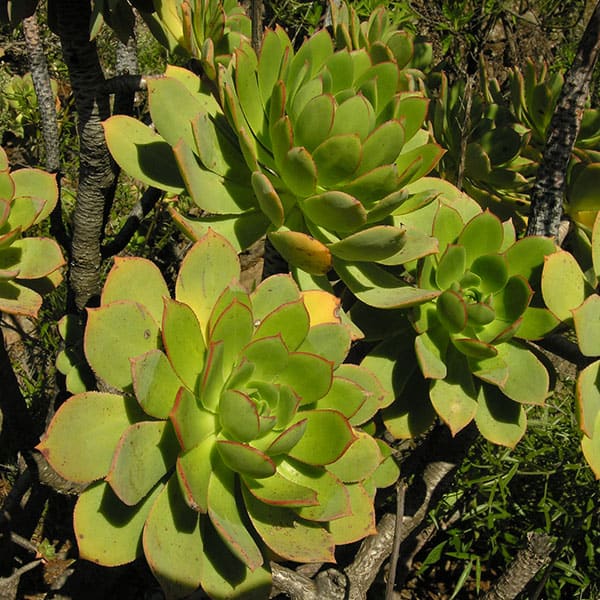 aeonium percarneum universitat gottingen