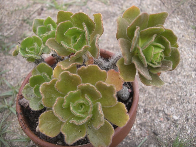 aeonium smithii lichtenstein