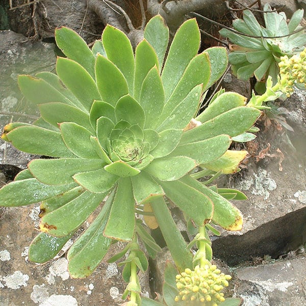 aeonium sventenii bramwellii