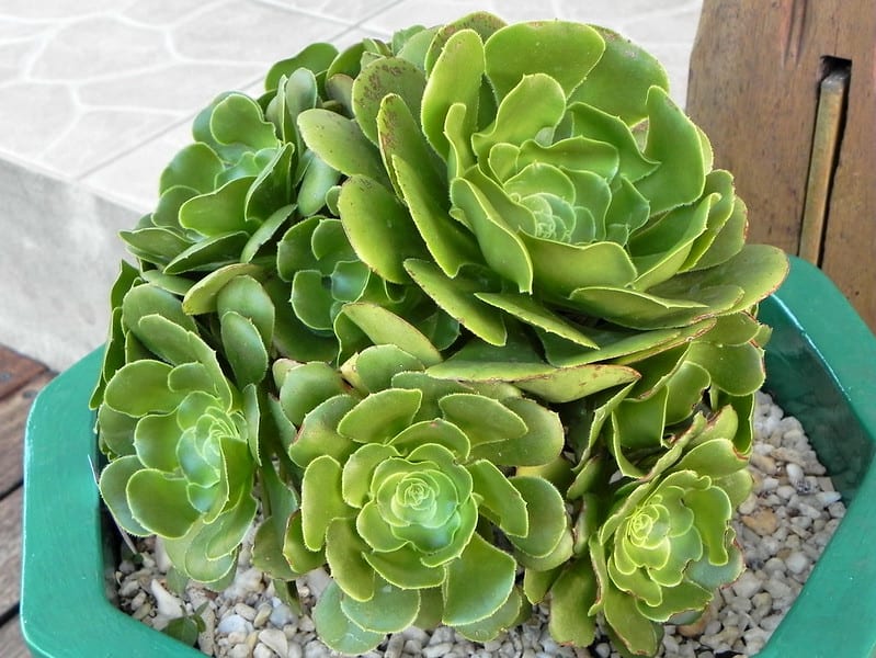 aeonium wildpretii ben caledonia