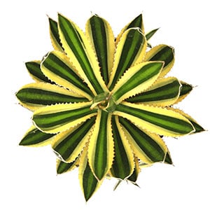 agave lophantha quadricolor leaf clay