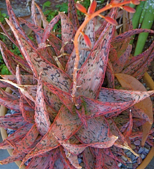 aloe pink blush 1