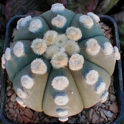 astrophytum asterias cv. hakuun nudum