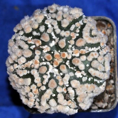 astrophytum asterias cv. hanazono