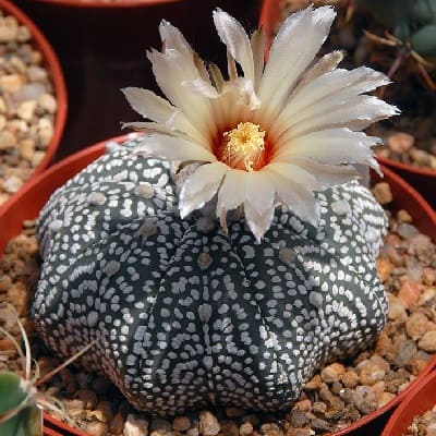 2.5CM Succulent Cactus Live Plant Cactaceae Astrophytum Asterias Hybrid Rare Pot 