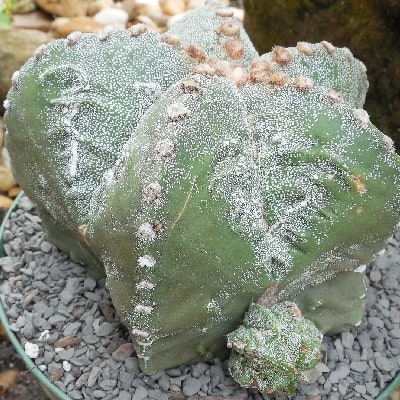 astrophytum cv. fukuryu maidens blush