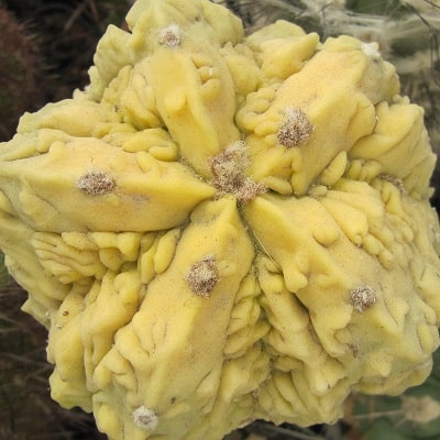 astrophytum myriostigma cv. fukuryu f. aurata