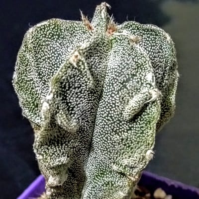astrophytum myriostigma cv. karina keel