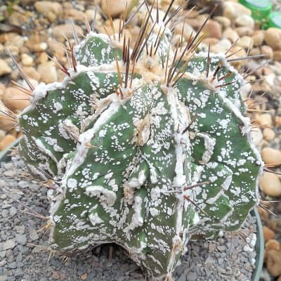 astrophytum ornatum cv. fukuryu hania