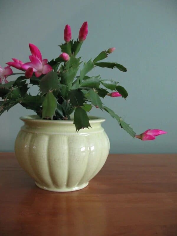 christmas cactus