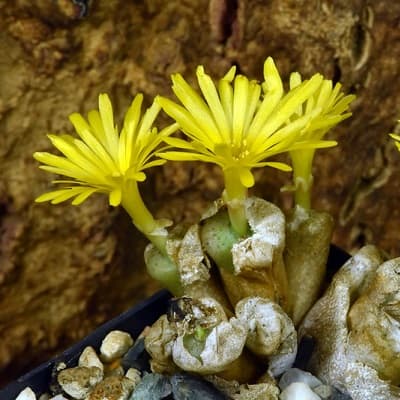 conophytum auriflorum subsp. turbiniforme