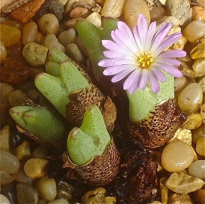 conophytum bilobum subsp. gracilistylum