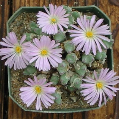 conophytum blandum