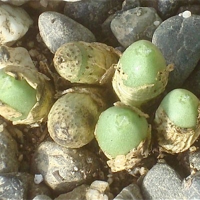 conophytum bruynsii