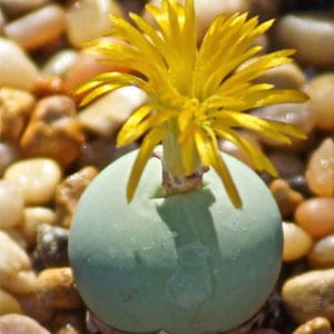 Pseudolithos harardheranus Cactus Cacti Succulent Real Live Plant 