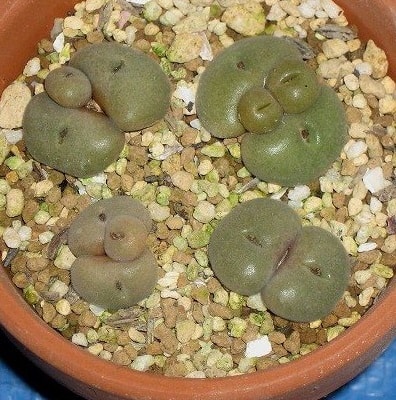 conophytum depressum subsp. perdurans