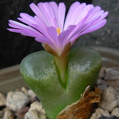 143 Types of Conophytum Succulents [With Pictures] | Succulent Alley