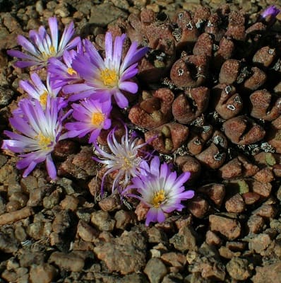 conophytum khamiesbergense