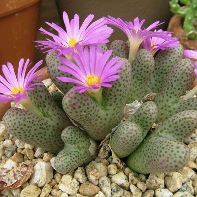 143 Types of Conophytum Succulents [With Pictures] | Succulent Alley