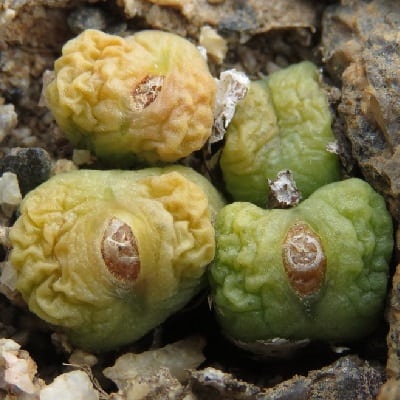 conophytum roodiae subsp. corrugatum