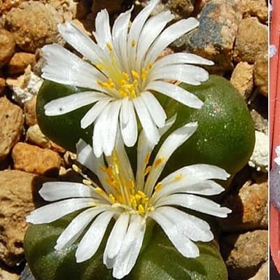 conophytum roodiae