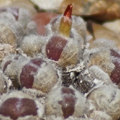 conophytum stephanii subsp. helmutii