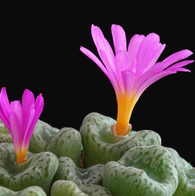 conophytum swanepoelianum