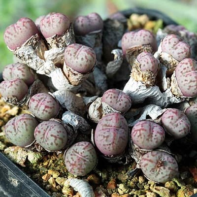 conophytum uviforme subsp. decoratum