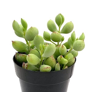 cotyledon pendens leaf clay