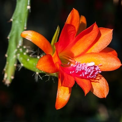 disocactus cinnabarinus