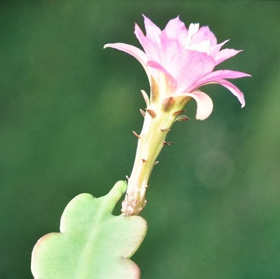 disocactus macdougallii