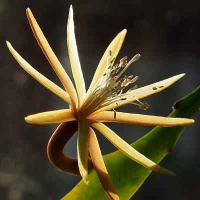 disocactus macranthus
