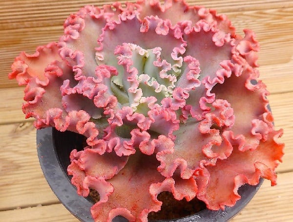 echeveria can can 1