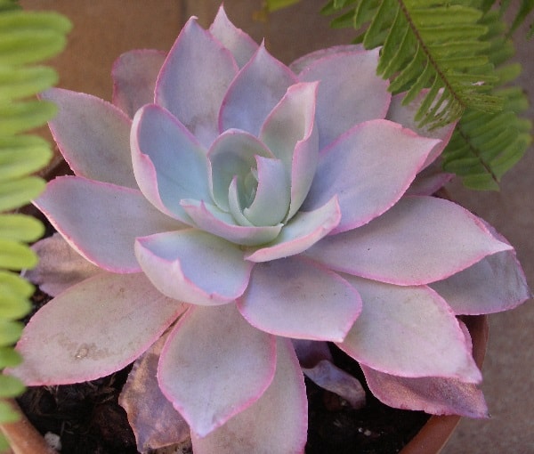 echeveria cante 2