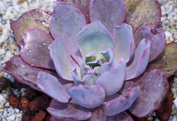 echeveria cv. afterglow 1