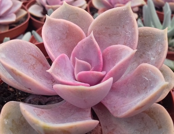 echeveria cv. perle von nurnberg 1