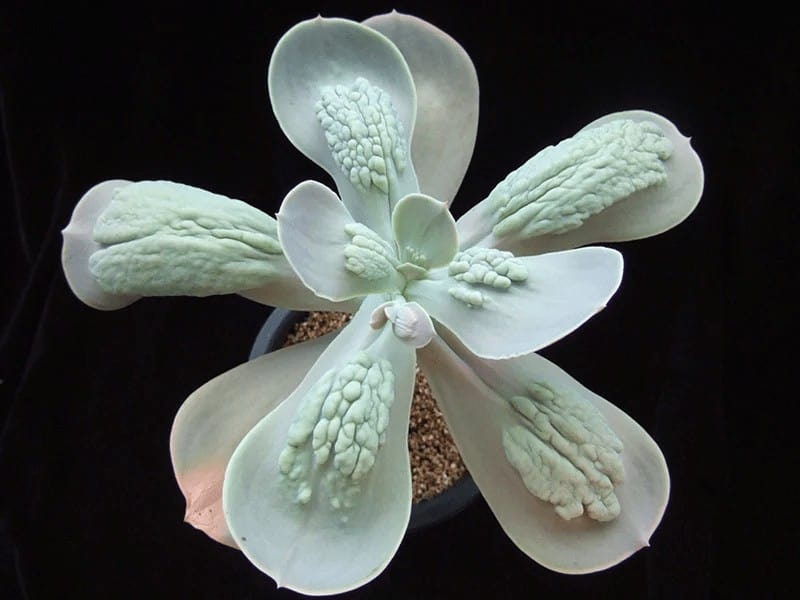 echeveria gibbiflora caronculata zusung