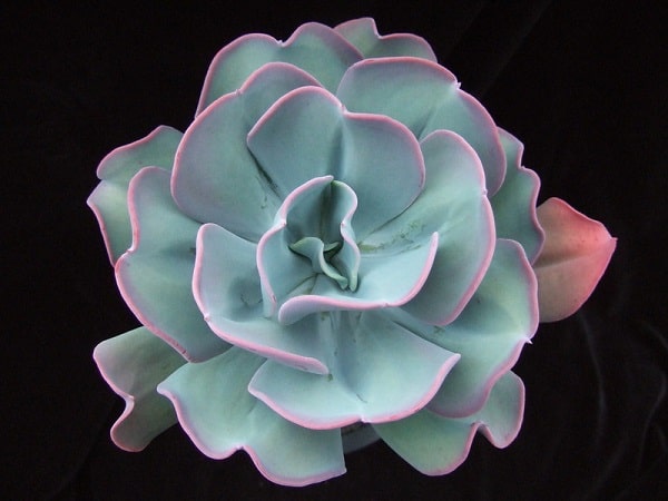 echeveria gigantea 1