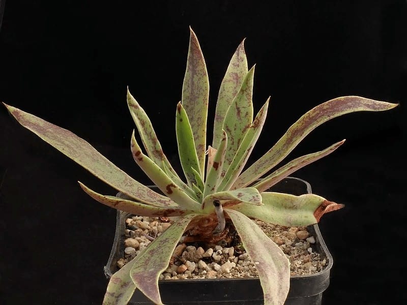 echeveria paniculata v. maculata josef skala