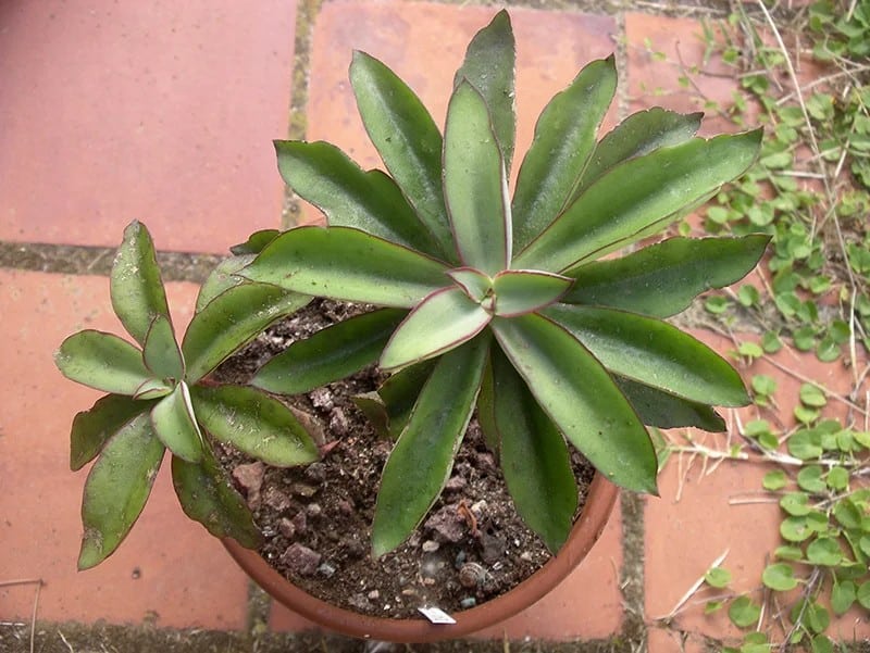 echeveria penduliflora mat lichtenstein