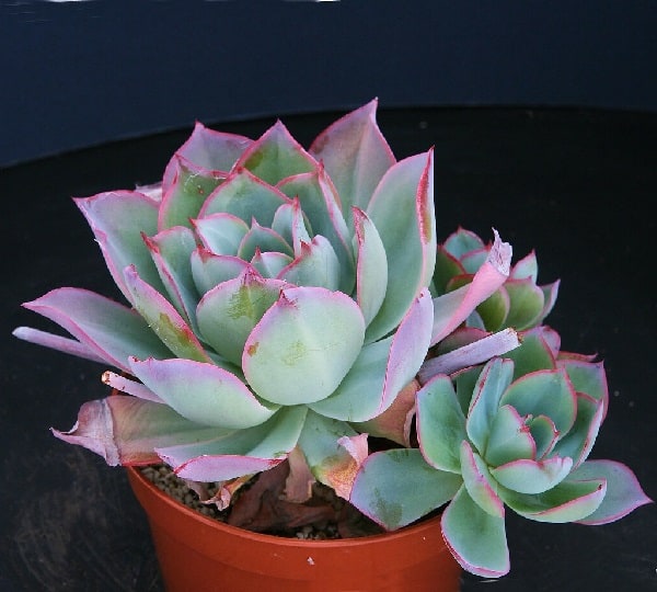 echeveria subrigida 1