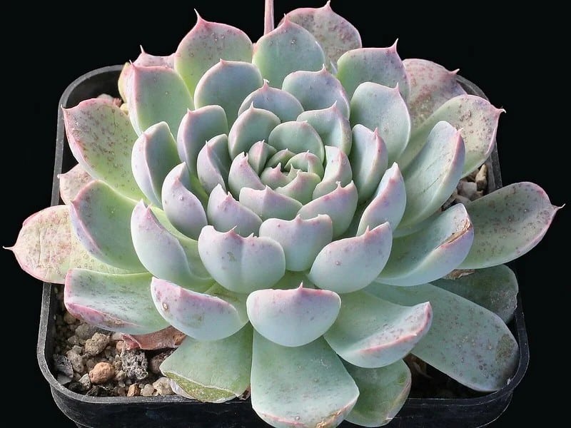 echeveria tolucensis josef skala