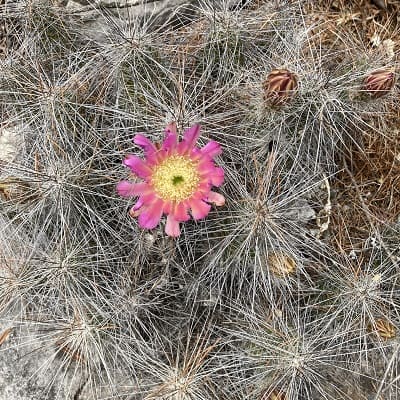 10 Echinocereus stramineus SEEDS cactus semi kakteen selìmillas semi rari 