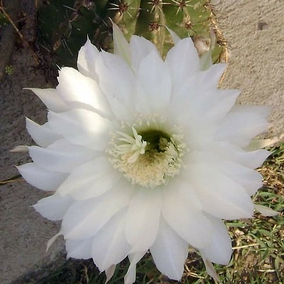 echinopsis albispinosa