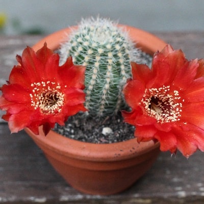 echinopsis amblayensis var. albispina